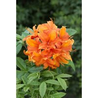 Rhododendron lut.'Goldflamme' c 5 40-50 von sonstige