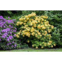 Rhododendron lut.'Goldpracht' c 5 50- 60 von sonstige