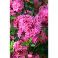 Sonstige - Rhododendron lut.'Homebush' c 5 30-40 von sonstige