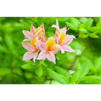 Rhododendron lut.'Josephine Klinger' c 5 30-40 von sonstige