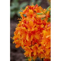 Rhododendron lut.'Klondyke' c 5 30-40 von sonstige