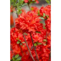 Rhododendron lut.'Nabucco' c 5 30-40 von sonstige