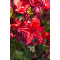 Rhododendron lut.'Royal Command' C 5 30-40 von sonstige
