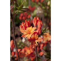 Sonstige - Rhododendron lut.'Rumba' c 5 30-40 von sonstige