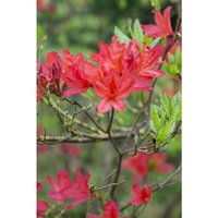 Rhododendron lut.'Satan' C 60-70 von sonstige