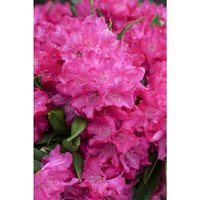 Rhododendron makinoi 'Diamant' C 5 Stamm 60 cm Krone 25-30 von sonstige
