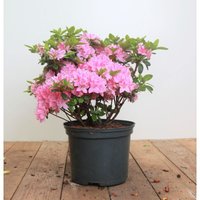 Rhododendron obt.'Kermesina Rose' c 5 30-40 von sonstige