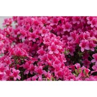 Sonstige - Rhododendron obt.'Michiko' c 2 15-20 von sonstige