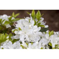 Rhododendron obt.'Palestrina' C 2 20-25 Rhododendron obt.'Palestrina' C 2 20-25 von sonstige