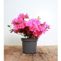 Rhododendron obt.'Rokoko' c 3 25- 30 von sonstige