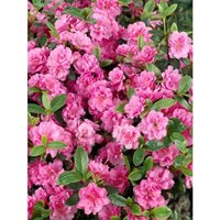 Rhododendron obt.'Rosebud' c 2 15-20 von sonstige