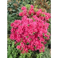 Rhododendron obtusum 'Änne' C 2 keineAngabe von sonstige