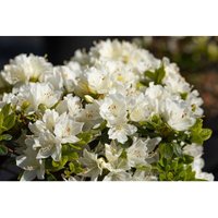 Rhododendron obtusum 'Adonis' c 2 von sonstige