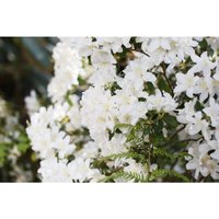 Rhododendron obtusum 'Schneesturm' c 2 25-30 von sonstige