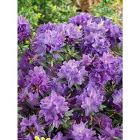 Rhododendron russatum 'Gletschernacht' c 2 20-25 Rhododendron russatum 'Gletschernacht' c 2 20-25 von sonstige