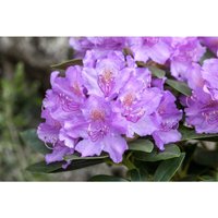 Rhododendron saluenense 'Lavendula' C 2 20-25 von sonstige