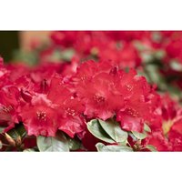 Rhododendron williams.'Tromba' c 7,5 40-50 Rhododendron williams.'Tromba' c 7,5 40-50 von sonstige