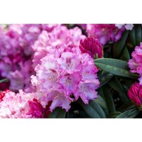 Rhododendron yak.'Arabella' c 7 40-50 Rhododendron yak.'Arabella' c 7 40-50 von sonstige