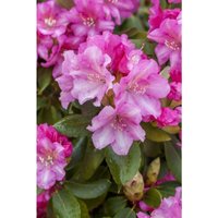 Sonstige - Rhododendron yak.'Blurettia' c 7 40-50 von sonstige