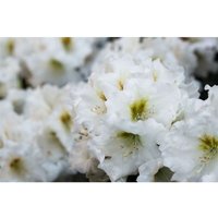 Rhododendron yak.'Bohlken's Snow Fire' -r- c 7 40-50 von sonstige