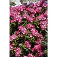 Sonstige - Rhododendron yak.'Morgenrot' c 7 40-50 von sonstige