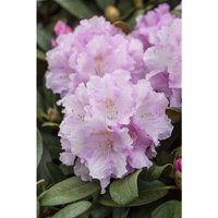Sonstige - Rhododendron yak.'Silberwolke' c 7 40-50 Sonstige - Rhododendron yak.'Silberwolke' c 7 40-50 von sonstige
