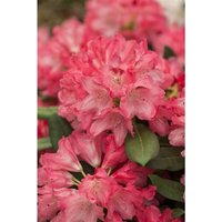 Sonstige - Rhododendron yak.'Sneezy' c 7 40-50 von sonstige