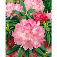 Rhododendron yakushimanum 'Barmstedt' c 4 20- 25 von sonstige