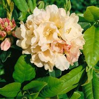 Rhododendron yakushimanum 'Golden Torch' c 4 25- 30 Rhododendron yakushimanum 'Golden Torch' c 4 25- 30 von sonstige