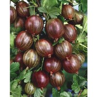 Ribes uva-crispa 'Hinnonmäki rot' 3,5L Krone mehrj. Sth. 90- Ribes uva-crispa 'Hinnonmäki rot' 3,5L Krone mehrj. Sth. 90- von sonstige