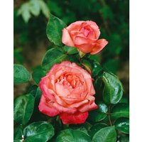 Rosa 'Aachener Dom' 4 Liter Topf von sonstige