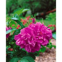 Rosa 'Hansa' 7 Liter Topf von sonstige