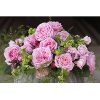 Rosa Rosengräfin Marie Henriette C 10 Rosa Rosengräfin Marie Henriette C 10 von sonstige