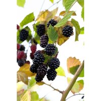 Rubus fruticosus 'Navaho' -r- cac 2 l Eck 30-40 von sonstige