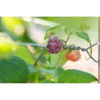 Rubus idaeus 'Glen Coe' CAC 2 L Eck 30-40 von sonstige