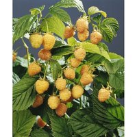 Rubus idaeus 'Golden Queen' cac 2 l Eck 30-40 von sonstige