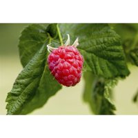Rubus idaeus 'Malling Promise' cac 2L Eck 45- von sonstige