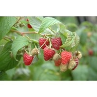 Rubus idaeus 'Polka' -S- CAC C 40- 60 von sonstige
