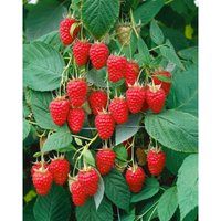 Rubus idaeus 'Tulameen' -s- cac 2 l Eck 30-40 von sonstige