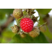 Rubus idaeus 'Willamette' cac 2 l Eck 30-40 von sonstige