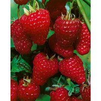 Rubus idaeus 'zefa 3 Herbsternte' cac 2 l Eck 30-40 von sonstige