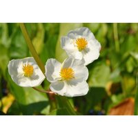 Sagittaria latifolia p 0,5 Sagittaria latifolia p 0,5 von sonstige