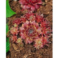 Sempervivum marmoreum 'Pilatus' p 0,5 Sempervivum marmoreum 'Pilatus' p 0,5 von sonstige