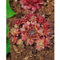Sempervivum marmoreum 'Pilatus' p 0,5 von sonstige