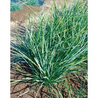 Sesleria heufleriana P 0,5 von sonstige