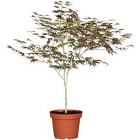 Sonstige - Acer palmatum 'Atropurpureum' Acer palmatum 'Atropurpureum' c 60- 80 Sonstige - Acer palmatum 'Atropurpureum' Acer palmatum 'Atropurpureum' c 60- 80 von sonstige