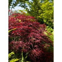 Sonstige - Acer palmatum 'Red Pygmy' c 7,5 80-100 Sonstige - Acer palmatum 'Red Pygmy' c 7,5 80-100 von sonstige