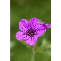 Sonstige - Geranium psilostemon 'Patricia' p 1 Sonstige - Geranium psilostemon 'Patricia' p 1 von sonstige