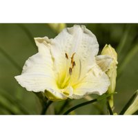 Sonstige - Hemerocallis x cult.'Joan Senior' p 1 von sonstige