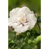 Hibiscus syriacus 'White Chiffon' -r- c 5 80-100 von sonstige